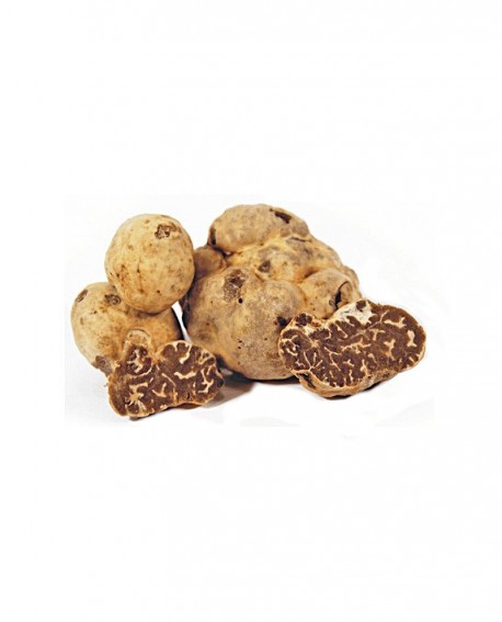 tartufo-fresco-bianchetto-umbro-tuber-borchii-vitt-tartufi-alfonso-fortunati.jpg